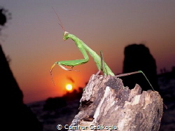 Mantidae
Topside lucky sunset photo from my diving cente... by Cumhur Gedikoglu 